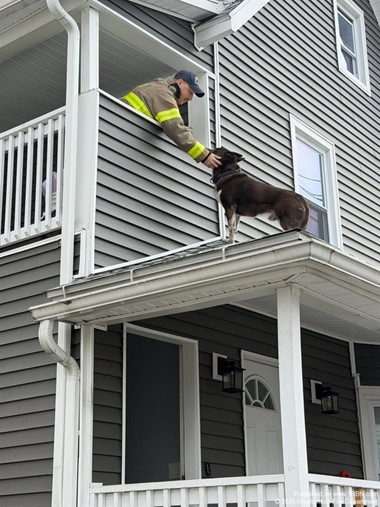 Fire Crew Assists Rooftop Canine in Unusual Rescue