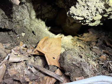Rescued Cat Bolts After Dramatic Creekside Extrication