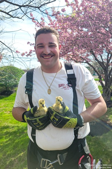 Tiny Lives Saved as Limerick Firefighters Rescue Goslings from Drain