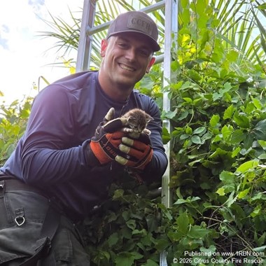 Six Kittens Rescued from Dense Brush Along Trail After One Found Trapped in Vines