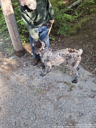 Andover Firefighters Rescue Dog From Ledge Near Waterfalls