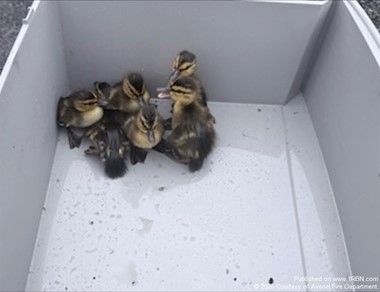 Seven Ducklings Safely Reunited With Mother After Rescue