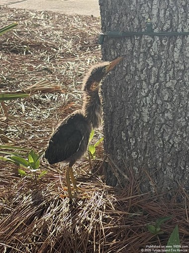 Joint Response Safely Returns Bird to Nest