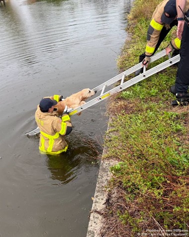 Rescued Dog Reunited with Owners After Canal Rescue by Cape Coral Firefighters