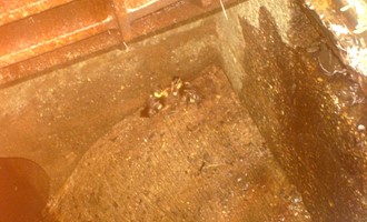 Duck Rescue