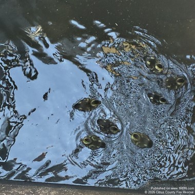 Crews Rescue Ducklings Trapped in Storm Drain