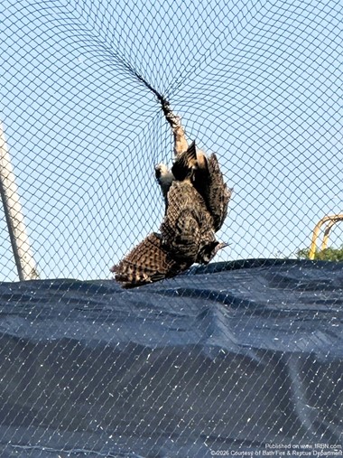 Shift 4 Responds to Owl Rescue at City Landfill