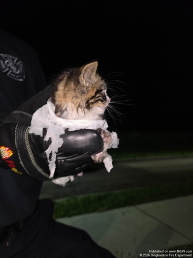 Cat Rescued from Storm Drain by Firefighters