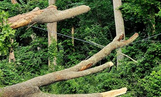 Downed Tree and Wires Prompt Multi-Agency Response on Central Pike