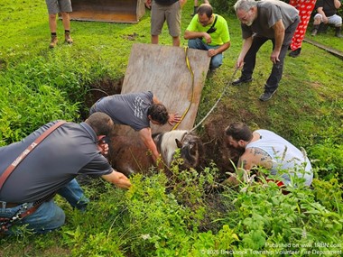 Firefighters Rescue Trapped Pony from Muddy Creek Through Coordinated Multi-Agency Effort
