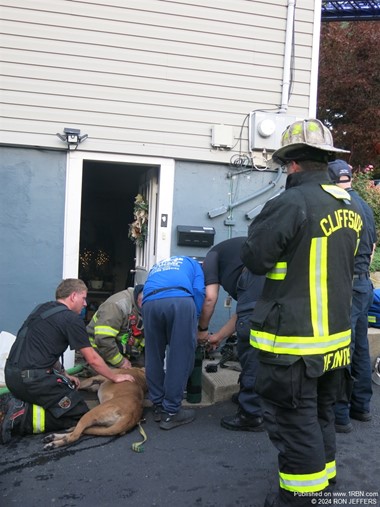 Dog Rescue in Fairview