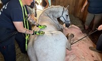 Pet Friends